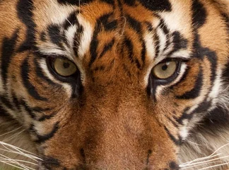 Tableaux ronds sur aluminium brossé Tigre Portrait de tigre