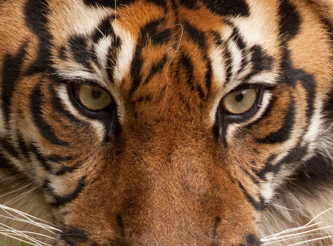 Fototapeta Tiger Portrait