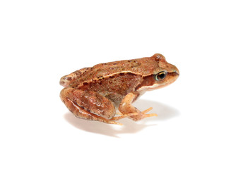 Fototapeta premium frog, isolated.
