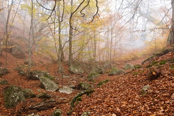 misty autumn forest