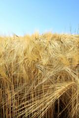 The Field of ripe Grain with summer blue Sky