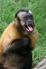 Capuchin monkey threat