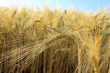 Detail of the ripe Barley Field