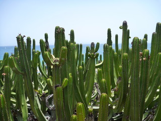 plein de cactus