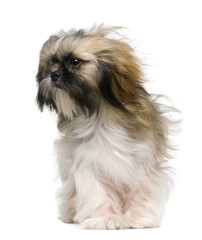 Shih Tzu, 1 year old, with windblown hair