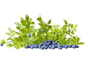 Bilberries and the branch of an bilberry bush
