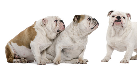 Three English Bulldogs in front of white background