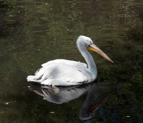 white pelican