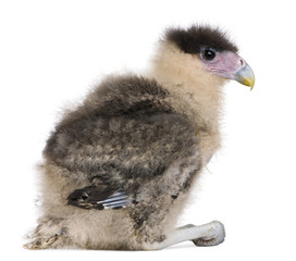 Caracaras, 20 days old, caracara plancus