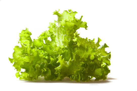 fresh letuce leaves