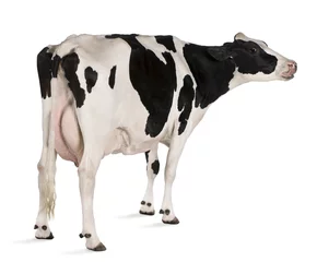 Fototapeten Holstein-Kuh, 5 Jahre alt, vor weißem Hintergrund stehend © Eric Isselée