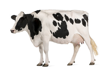 Holstein cow, 5 years old, standing in front of white background