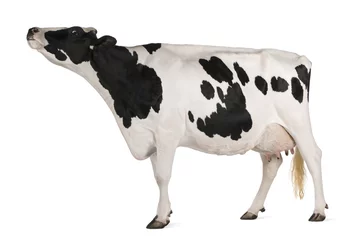 Fotobehang Holstein koe, 5 jaar oud, staande voor witte achtergrond © Eric Isselée