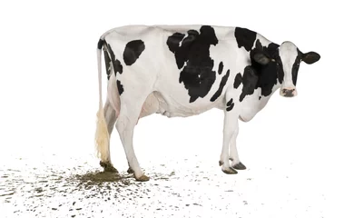 Foto op Plexiglas Holstein koe poepen, 5 jaar oud, voor witte achtergrond © Eric Isselée