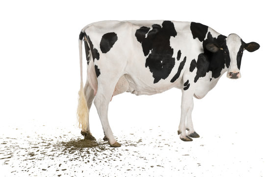 Holstein cow pooping, 5 years old, in front of white background