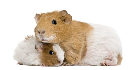 Guinea pig and her baby in front of white background