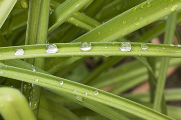 Dew Drops on the green Grass
