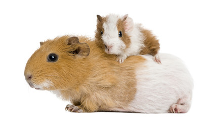 Guinea pig and her baby in front of white background