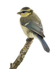 Young Blue Tit, Cyanistes caeruleus, 45 days old, perched