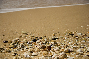 Muscheln am Strand