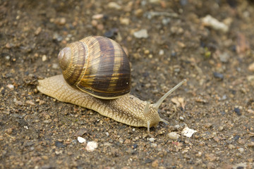 Snail on the Earth