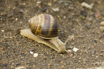 Snail on the Earth