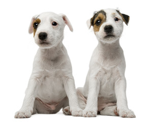 Parson Russell Terrier puppies sitting