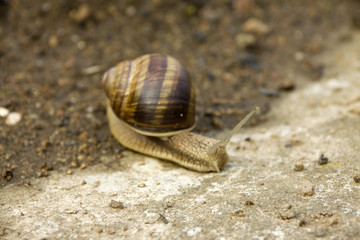 Detail of the Snail on the Earth