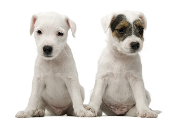 Parson Russell Terrier puppies sitting