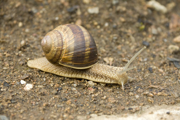Detail of the Snail on the Earth