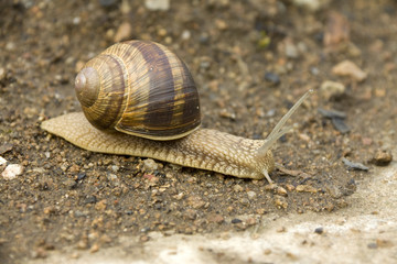 Detail of the Snail on the Earth