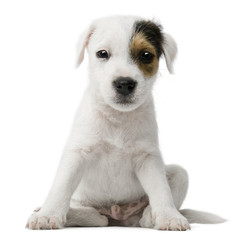 Parson Russell Terrier puppy sitting