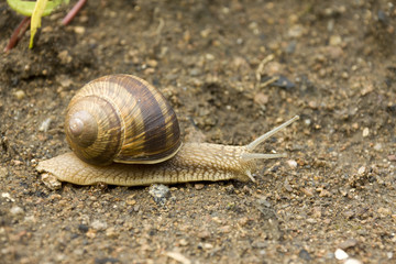 Detail of the Snail on the Earth