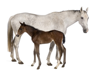 Fototapeta na wymiar Mare and her foal, 14 years old and 20 days old, standing