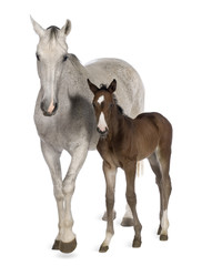 Mare and her foal, 14 years old and 20 days old, standing