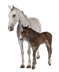 Mare and her foal, 14 years old and 20 days old, standing