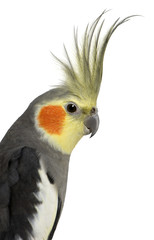 Cockatiel, Nymphicus hollandicus, in front of white background