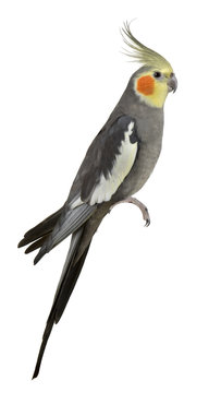 Fototapeta Cockatiel, Nymphicus hollandicus, perched