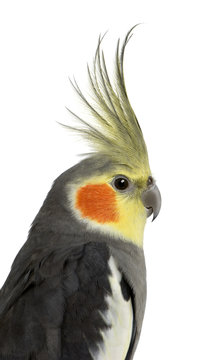 Cockatiel, Nymphicus hollandicus, in front of white background