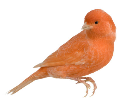 Red canary, Serinus canaria, perched