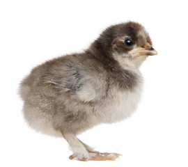 Baby chick standing in front of white background