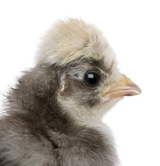 Close-up of baby chick in front of white background