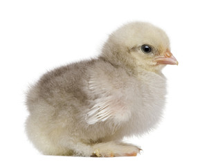 Baby chick standing in front of white background