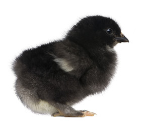 Baby chick standing in front of white background