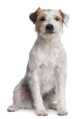 Parson Russell Terrier sitting in front of white background