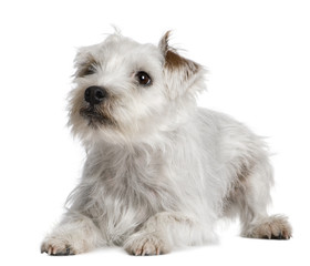 Parson Russell Terrier lying in front of white background