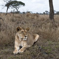 Lioness lying in bush of Serengeti, Tanzania, Africa