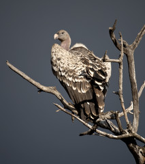Vulture perched on tree in Serengeti, Tanzania, Africa