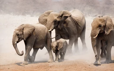 Fotobehang Elephant herd © JohanSwanepoel