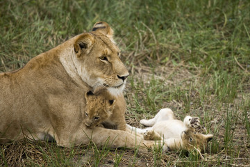 Obraz na płótnie Canvas Lioness i jej szczeniaki w Serengeti, Tanzania, Afryka